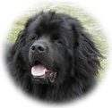 Newfoundland Dog Merchandise from The Gift Shoppe
